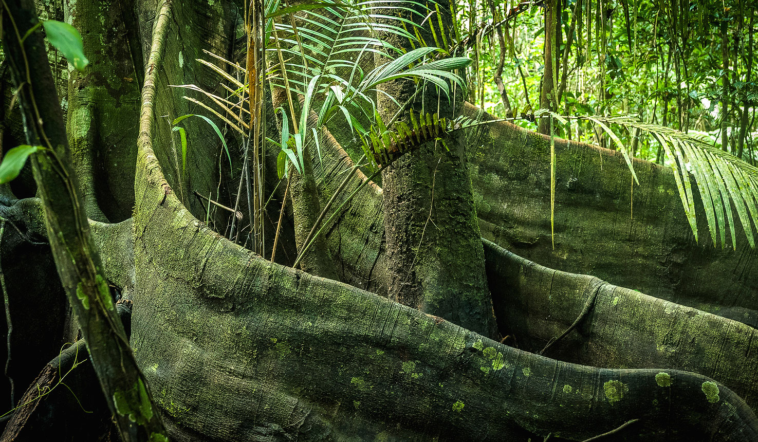 Iquitos Amazon safaris with Africa Travel Resource